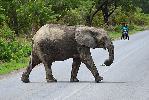 Elephant on a road in Burkina Faso