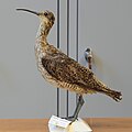 Taxidermied Eskimo Curlew Courlis esquimau naturalisé