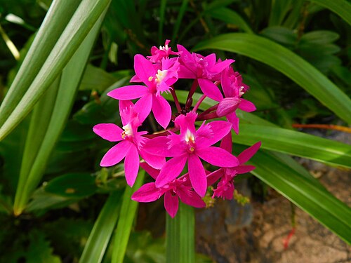 Epidendrum orchid in Prague Botanical Garden