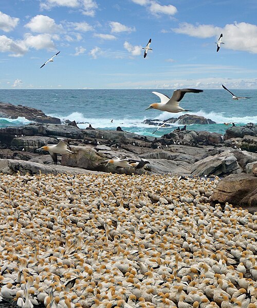File:Lamberts Bay Bird Island.jpg