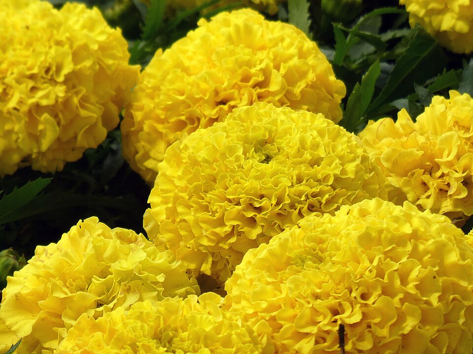 Tagetes erecta in Tashkent, Uzbekistan