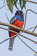 * Nomination Blue-crowned trogon (Trogon curucui peruvianus) male --Charlesjsharp 11:37, 9 May 2025 (UTC) * Promotion  Support Good quality. --Alexander-93 11:44, 9 May 2025 (UTC)