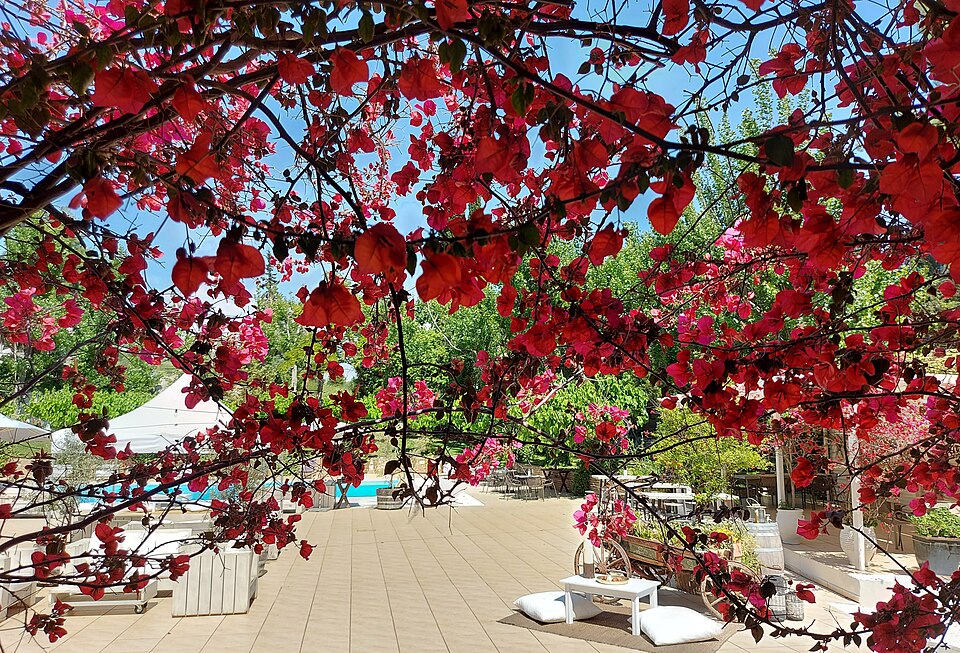 Bougainvillea near Olympia
