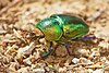 Unidentified Beetle 8526.jpg