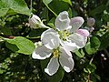 * Nomination Flowers of apple tree in Saint Petersburg, Russia. --Екатерина Борисова 02:10, 31 May 2025 (UTC) * Promotion  Support Good quality. --Rjcastillo 02:42, 31 May 2025 (UTC)
