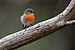 Scarlet Robin - Mortimer Bay.jpg