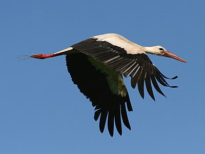 Ciconia ciconia (White Stork)