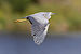 Egretta novaehollandiae in flight - Gould's Lagoon.jpg