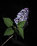 * Nomination: Lilac blossom with leaf. --ThoBel-0043 12:12, 11 May 2025 (UTC) * * Review needed