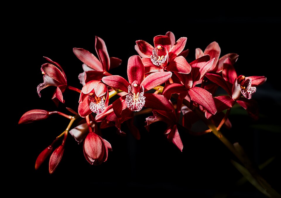 Orchid