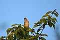* Nomination: Song thrush in the Kröllwitz district of Halle (Saale). --Romzig 06:28, 26 May 2025 (UTC) * Review I don't want to reject it, and I'm fine with it being accepted as is, but the focus is not on the bird's eyes, which I think is important for animal photography. --Lvova 15:26, 30 May 2025 (UTC)
