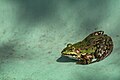 * Nomination Edible Frog, Germany. --Romzig 12:34, 29 May 2025 (UTC) * Promotion  Support Good quality. --Sebring12Hrs 12:41, 29 May 2025 (UTC)