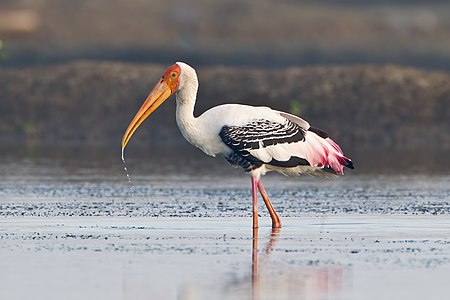 Mycteria leucocephala (Painted Stork)