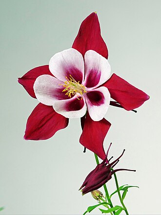 Purple Columbine (Aquilegia coerulea), Heidelberg, DE