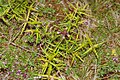 * Nomination: Crested Cow-Wheat in the nature reserve Südliche Fröttmaninger Heide --FlocciNivis 07:24, 7 May 2025 (UTC) * * Review needed