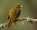 Bell Miner 1 - Nepean Weir.jpg