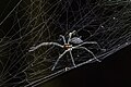 * Nomination Wolf spider (Aglaoctenus castaneus) --Charlesjsharp 11:37, 9 May 2025 (UTC) * Promotion  Support Good quality. --MB-one 13:10, 9 May 2025 (UTC)
