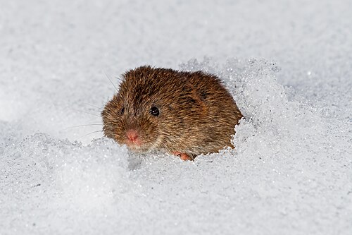Eastern Meadow Vole (Microtus pennsylvanicus) emerging from a runway in the snow in Kennebunk, Maine, USA.