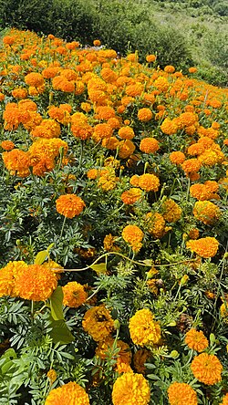 A beautiful vibrant deep orange color of marigolds