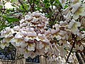 * Nomination: Paulownia tomentosa in Tashkent, Uzbekistan. --Екатерина Борисова 01:17, 30 May 2025 (UTC) * * Review needed