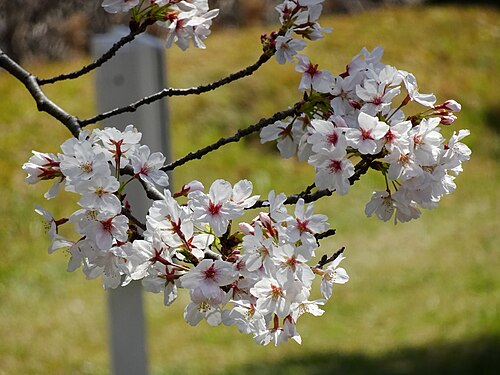 Cherry blossoms at Imperial Palace Inui Street, Tokyo, Japan