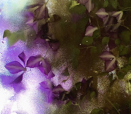 Clematis flower thru glass in Boise ID