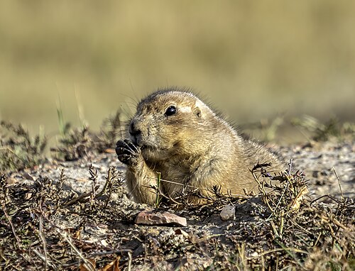 A black-tailed prairie dog in Theodore Roosevelt National Park