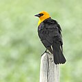 Yellow-headed blackbird Carouge à tête jaune