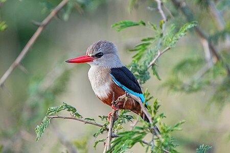 044 Grey-headed kingfisher at Queen Elizabeth National Park Photo by Giles Laurent