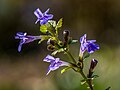 * Nomination Ground ivy flowers --Ermell 07:49, 31 May 2025 (UTC) * Promotion  Support Good quality. --Lvova 08:08, 31 May 2025 (UTC)