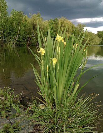Iris pseudacorus at Xaverov Pond bank, Prague, Czech Republic