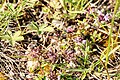 * Nomination: A Western Honey Bee on Thyme in the nature reserve Südliche Fröttmaninger Heide --FlocciNivis 18:01, 4 May 2025 (UTC) * * Review needed