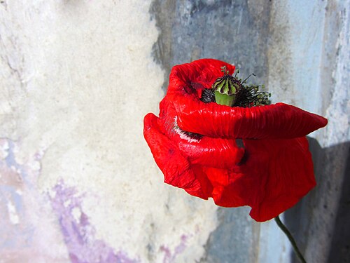 Red flower of Papaver rhoeas from North Macedonia