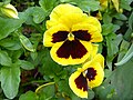 * Nomination Viola wittrockiana in Tashkent, Uzbekistan. --Екатерина Борисова 01:33, 24 May 2025 (UTC) * Promotion  Support Good quality. --XRay 15:28, 29 May 2025 (UTC)