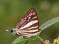 * Nomination Dodona longicaudata (de Nicéville, 1881)- Long-tailed Punch. By User:Atanu Bose Photography --Atudu 06:27, 29 May 2025 (UTC) * Promotion  Support Good quality. --Rijuroy89 10:29, 30 May 2025 (UTC)  Support Good quality. --Ziv 14:51, 31 May 2025 (UTC)