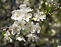 Sour cherry (Prunus cerasus) more Plants...