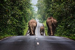 Second place: Wild elephants walking up a road in the area of Khao Yai National Park. – Attribution: Khunkay (CC BY-SA 3.0)