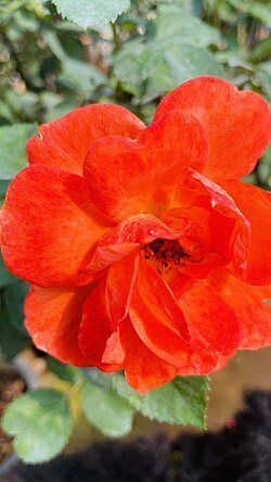 Photo of rose from Pyin Oo Lwin,Myanmar