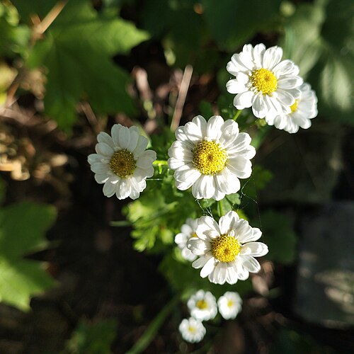 Tanacetum parthenium is a flowering plant in the daisy family, Asteraceae
