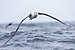 Shy Albatross with Mars bar 0A2A0034.jpg