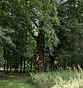 * Nomination: Park in Korytów 5 --Jacek Halicki 07:45, 29 May 2025 (UTC) * Review Purple CAs in the branches. --Sebring12Hrs 15:46, 29 May 2025 (UTC)