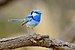 Splendid Fairywren 8352.jpg