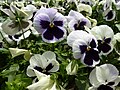 * Nomination: Viola wittrockiana in Tashkent, Uzbekistan. --Екатерина Борисова 00:51, 29 May 2025 (UTC) * * Review needed