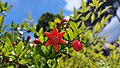 * Nomination Pomegranate flower..---Anna.Massini 13:12, 6 May 2025 (UTC)Anna.Massini-Anna.Massini 13:12, 6 May 2025 (UTC) * Promotion Good quality. --Kritzolina 06:07, 10 May 2025 (UTC)