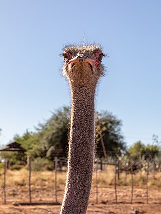 African ostrich at the ostrich farm “La Plume”, Oudtshoorn, Western Cape, South Africa