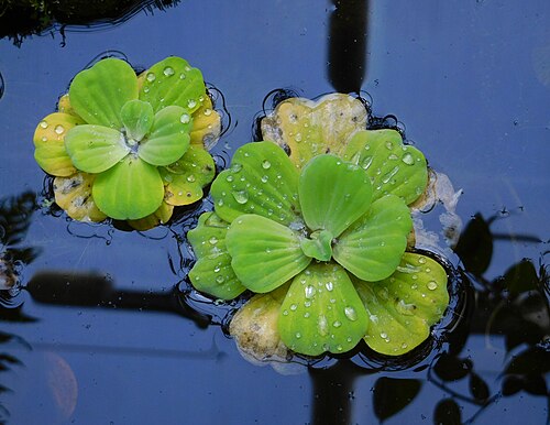 Water lettuce (Pistia stratiotes) in Prague Botanical Garden