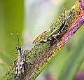 * Nomination Spur-throat toothpick grasshoppers (Tetrataenia surinama) --Charlesjsharp 11:37, 9 May 2025 (UTC) * Promotion  Support Good quality. --Harlock81 17:06, 9 May 2025 (UTC)