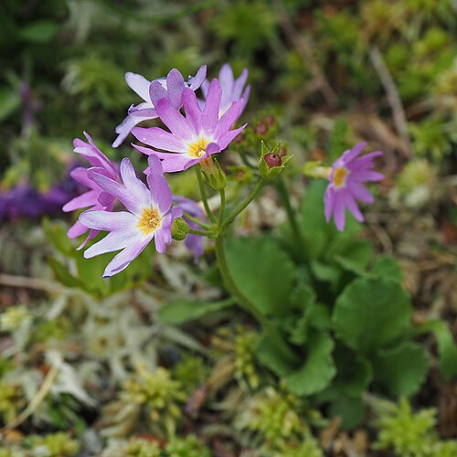 Primula cuneifolia var. heterodonta