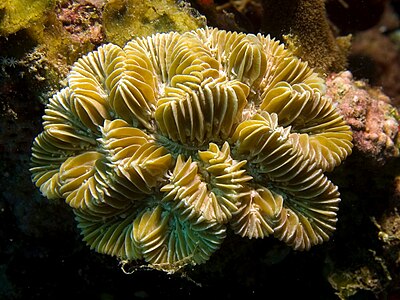 Meandrina meandrites (Maze Coral)