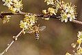 * Nomination: Honey Bee on Hawthorn in the Langwieder Heide --FlocciNivis 09:02, 10 May 2025 (UTC) * * Review needed